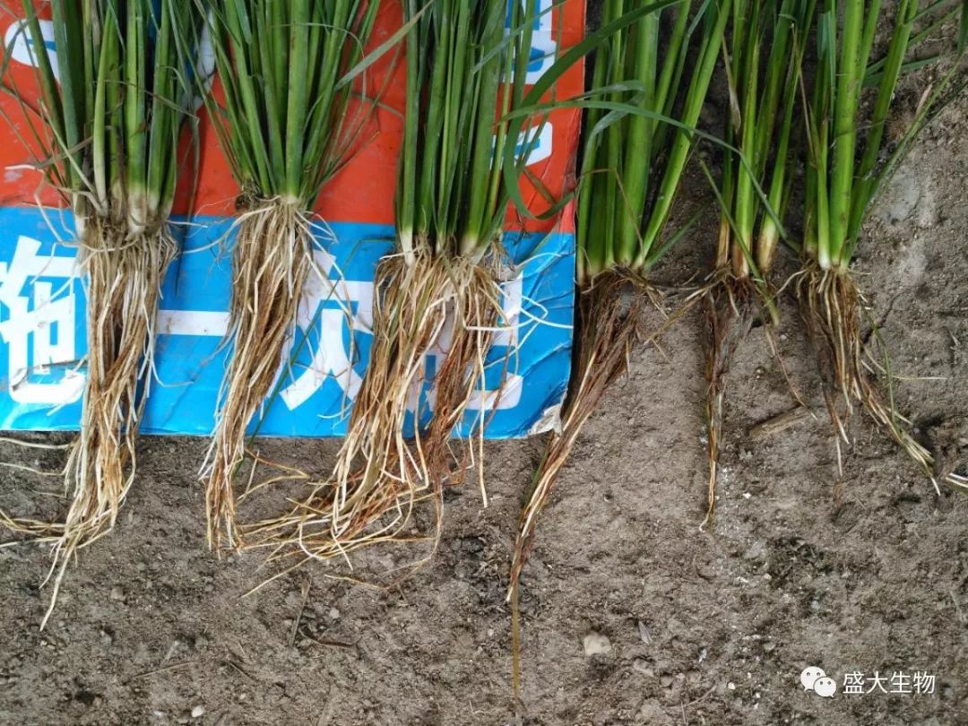 施用"绿舟"免追肥,早稻分蘖如何?_水稻