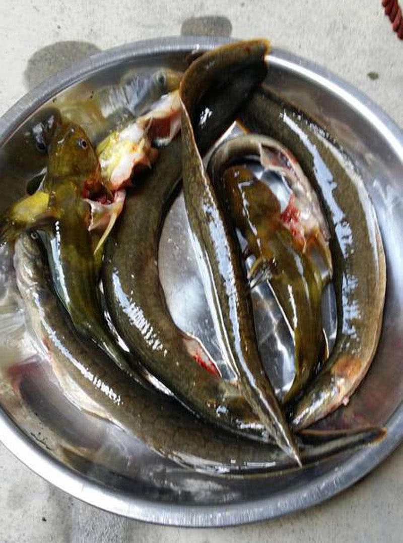 刀鳅为什么那么容易死为什么在线