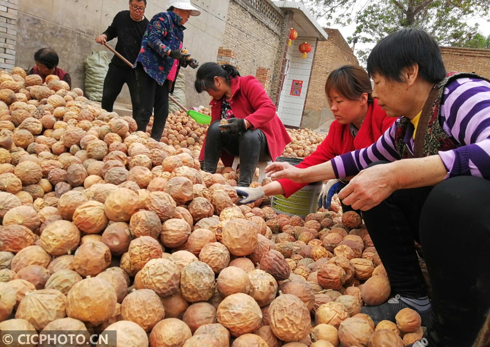 山西新绛:中药材丰收销售忙_中药厂