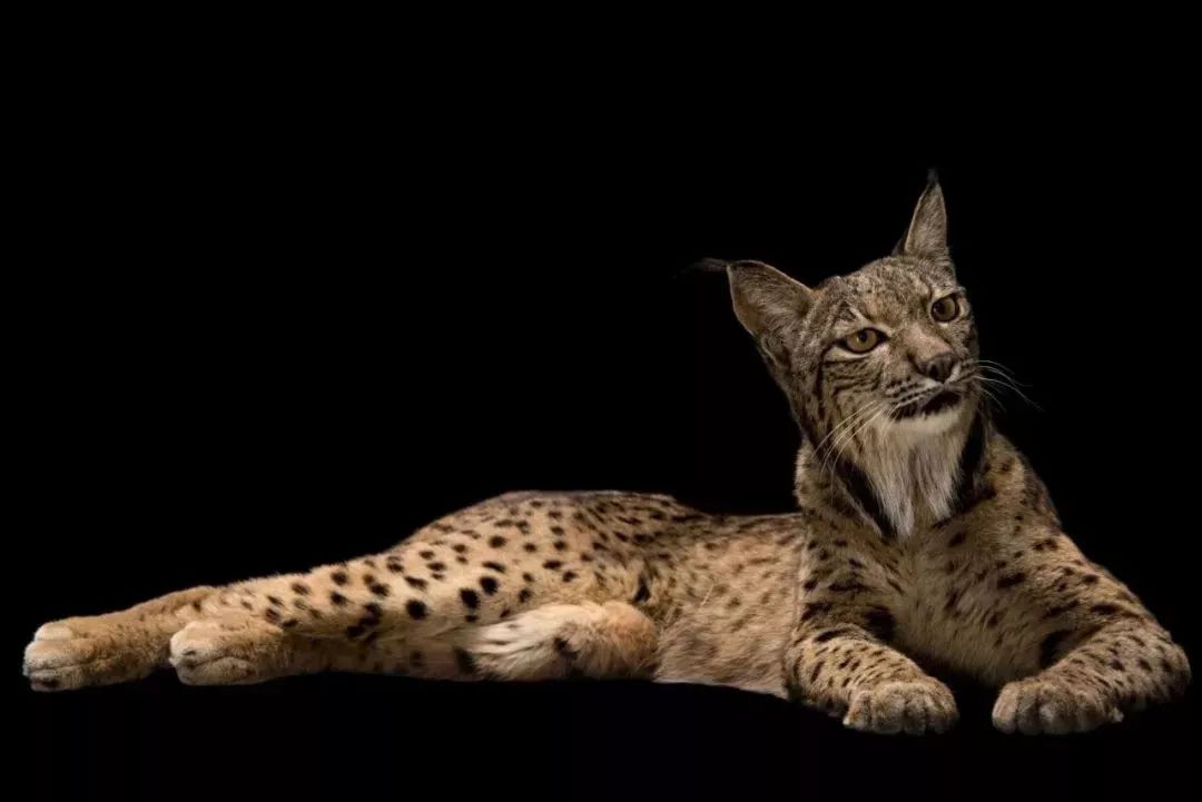 伊比利亚猞猁美洲鹤在过去的十多年里,萨尔托雷已经为了这个项目造访