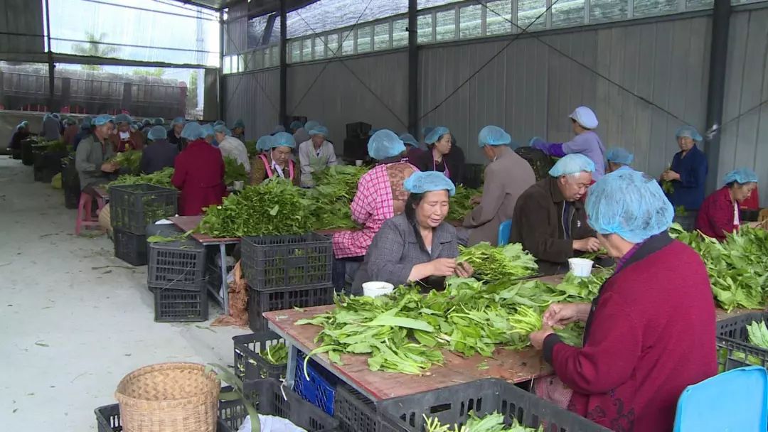 大量收购山葱图片