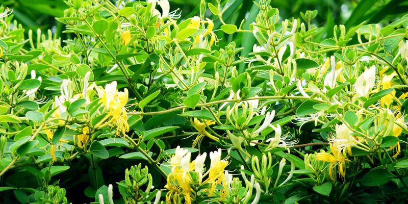 金银花苗木基地