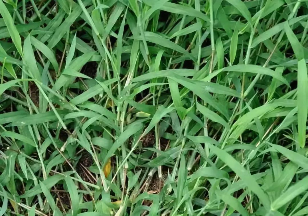 09,马唐草:杂草,跟牛筋草差不多,根蔓延成片,一年生草本植物,高可达80