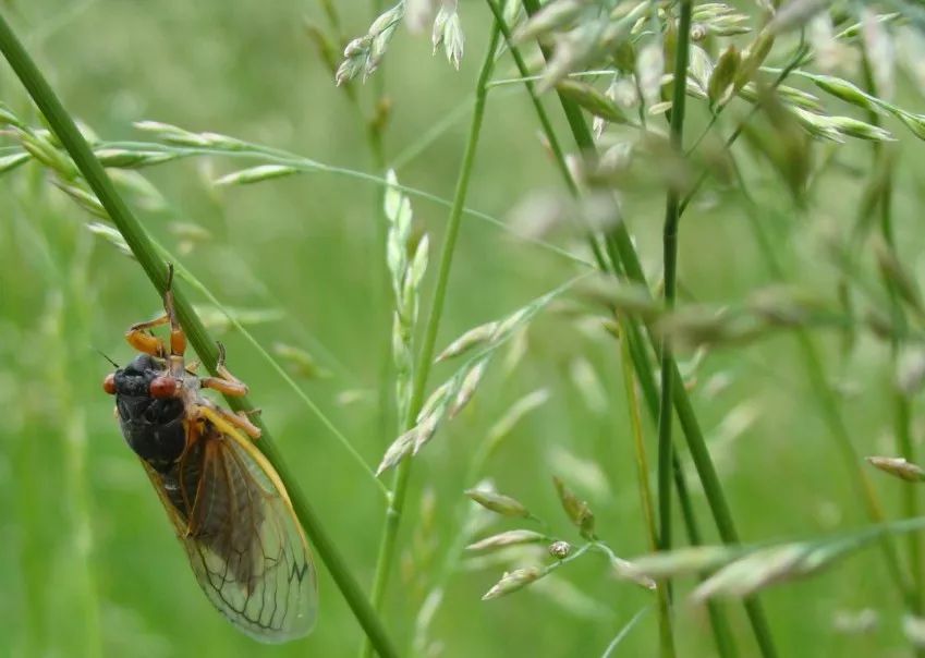 报告夏天的消息声声鸣叫蝼蛄都如约而至每年此时一候蝼蝈鸣立夏有三候