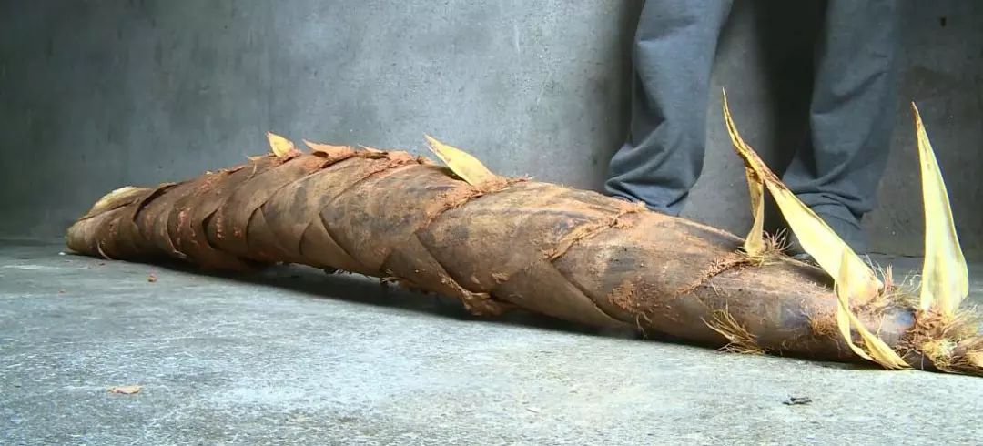 长一米七重27斤泰顺惊现笋王
