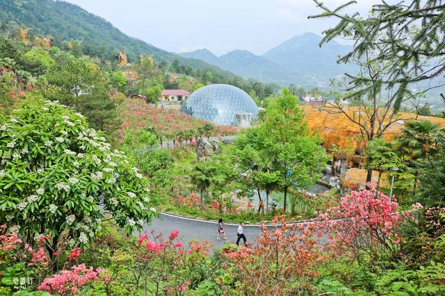 岳西映山红大观园,"美丽乡村中国行"拍摄基地是否值得前去呢?_景区