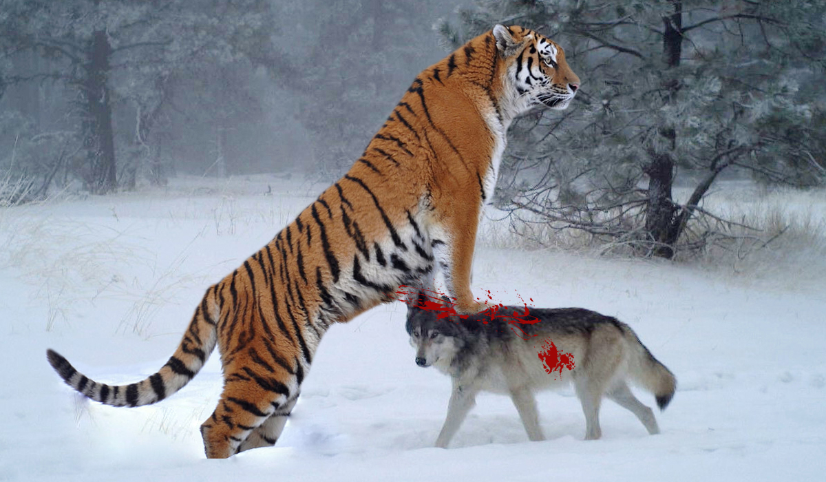 动物世界老虎大战狼群图片