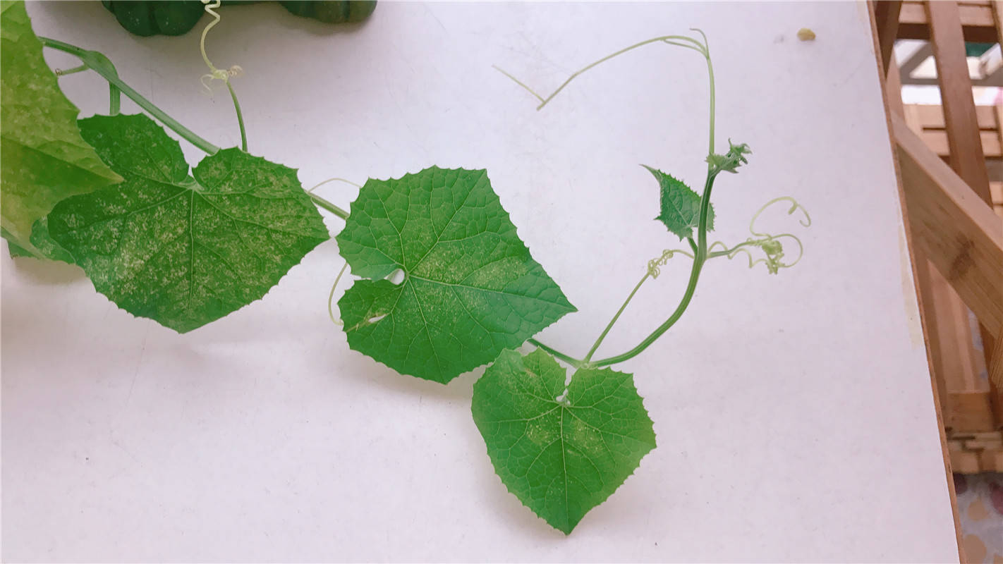 丝瓜苗,"爱心菜"