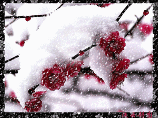 今日大雪一曲爱的雪花飘满冬季太美了送给牵挂我的人