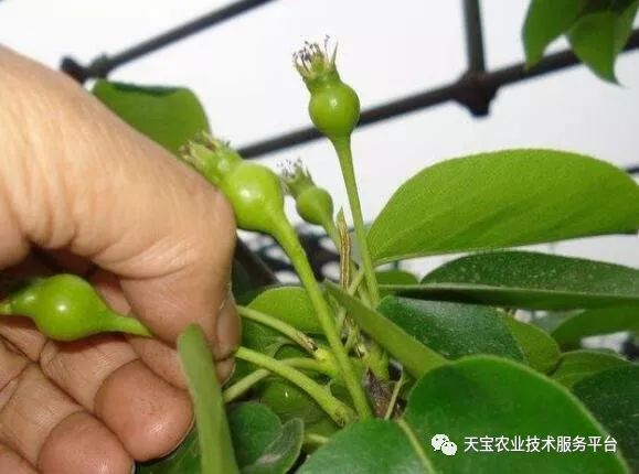 果树疏花疏果详解!