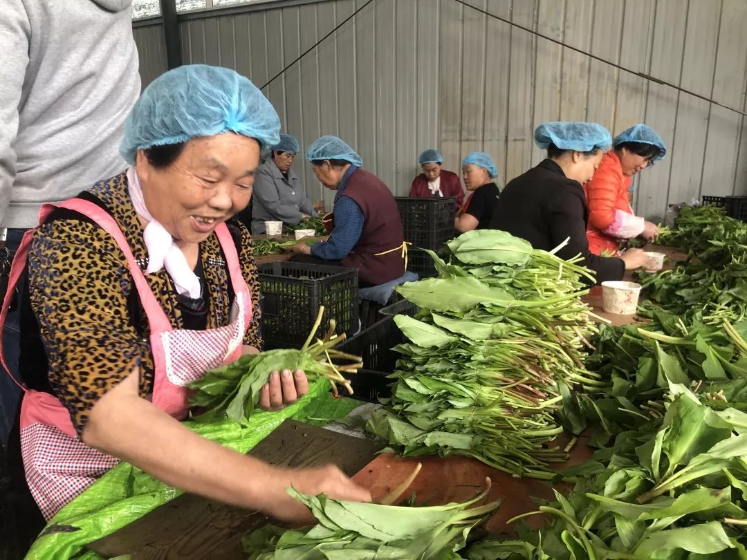 大量收购山葱图片