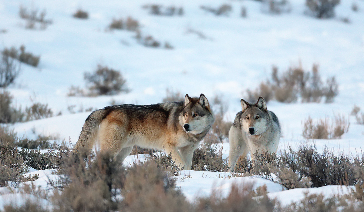 老虎的灭绝对环境有什么影响看新疆的狼灾就知道了