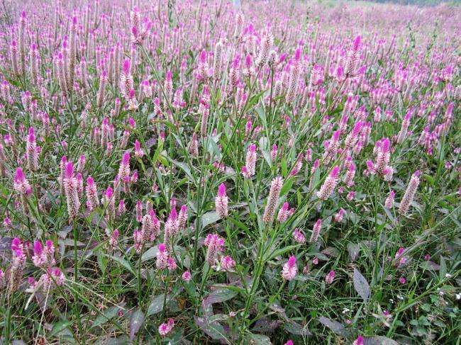 青葙又叫鸡冠菜,鸡冠苋或草蒿,是一种药食两用植物.
