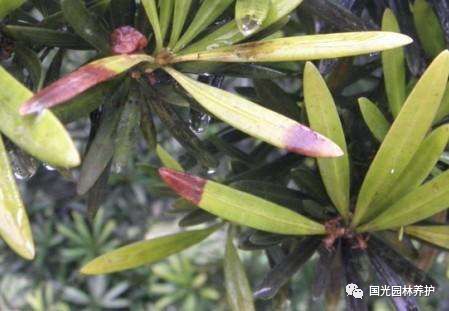 国光微讲堂罗汉松常见病虫害及防治方法以海南罗汉松为例