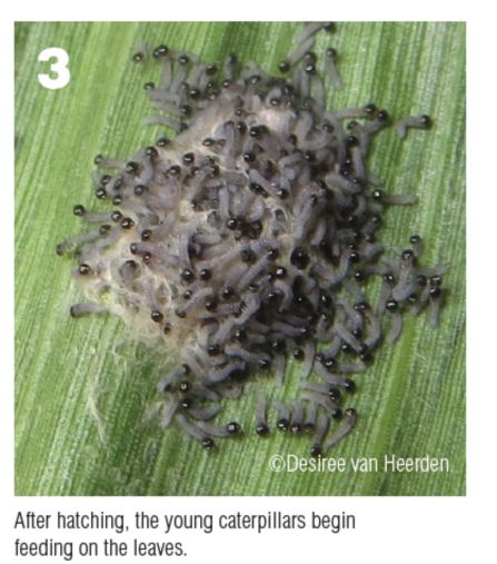 雨季来临,警惕重大外来入侵害虫——草地贪夜蛾