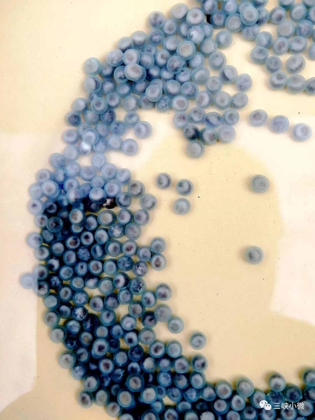 重大突破极危级保护物种长江鲟也能全人工繁殖啦