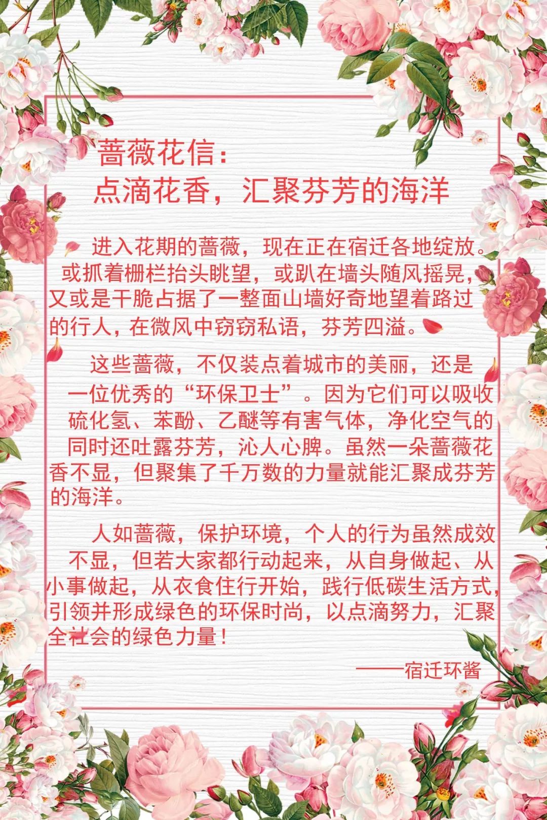 蔷薇花信:点滴花香,汇聚芬芳的海洋