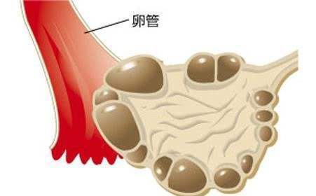 何為未破裂卵泡黃素化綜合徵?有月經不一定有排卵!