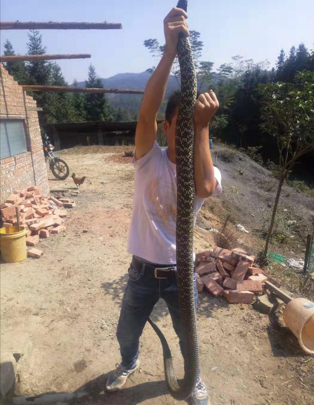 菜花蛇最大能长到多少斤呢?
