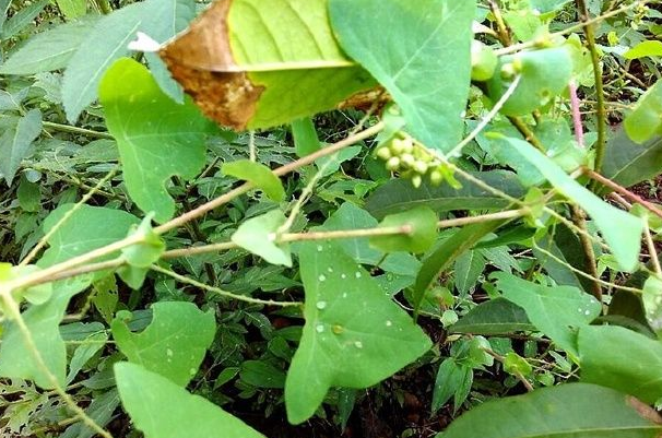 农村这种茎叶都带刺的植物,你认识它吗?