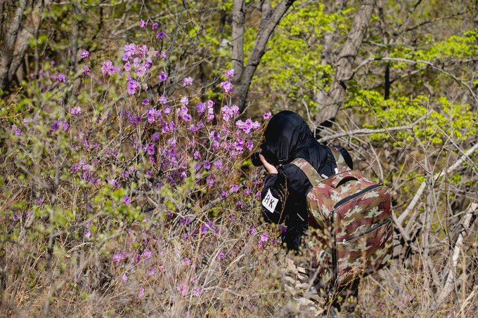 原創遼寧朝陽走進大黑山杜鵑花海里的一場邂逅