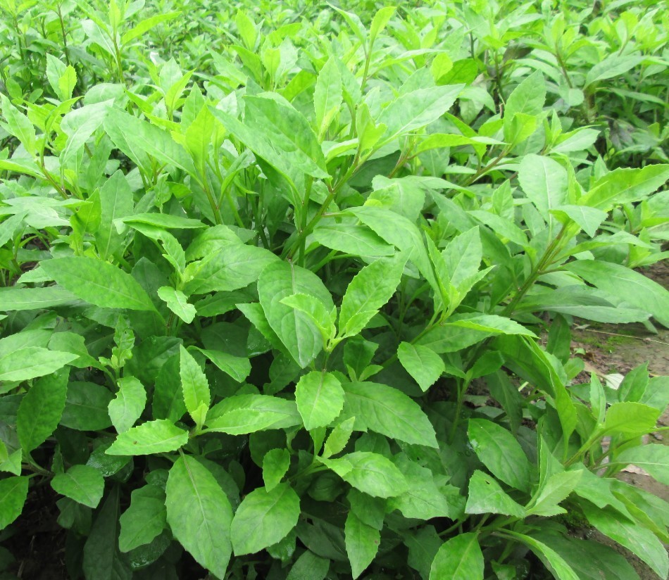 云南文山三七炭疽病黑斑病立枯病根腐病周年用药用肥管理