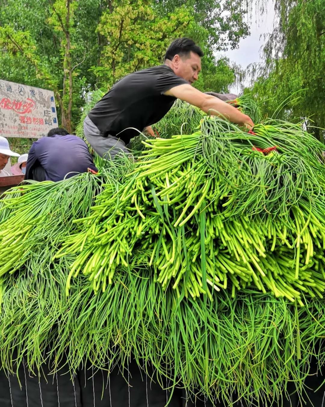 苍山蒜薹价格稳定收购价远高于周边县区