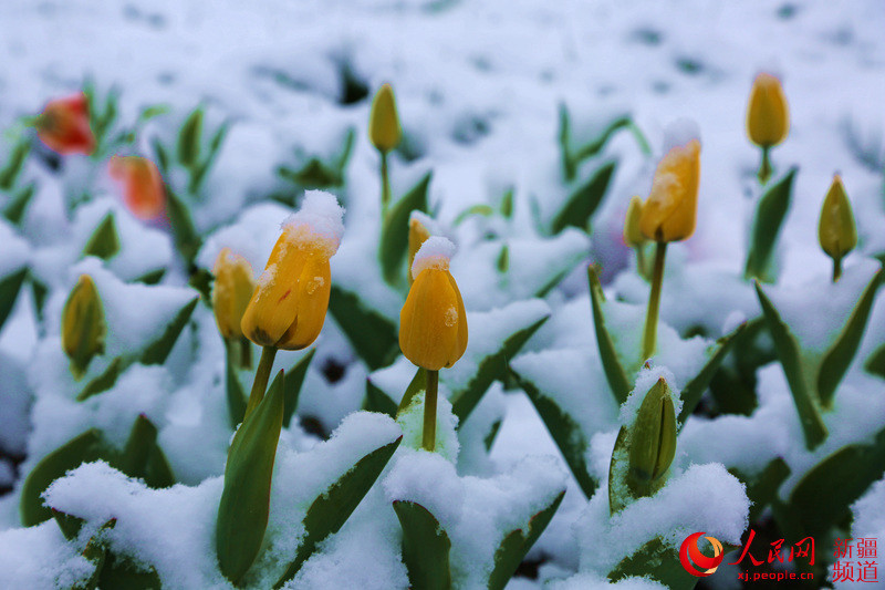 新疆昭苏县:春雪美如画