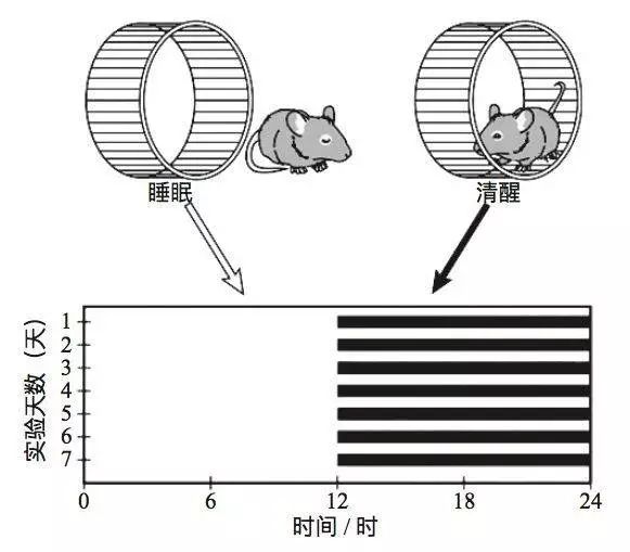 老了会不会痴呆,也许生物钟能告诉你