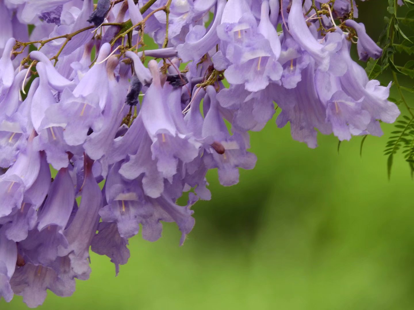 昆明骑行,五一的蓝楹花做伴,这条亦骑亦花的路线,你认识吗?