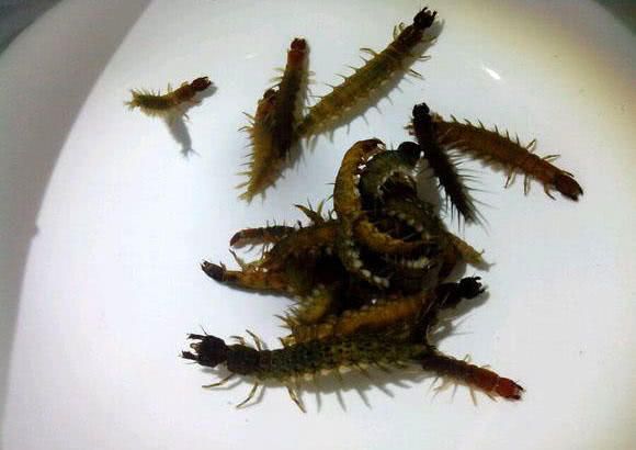 用"水蜈蚣"钓溪鱼,别看都是小鱼,味道却是淡水鱼中最佳的