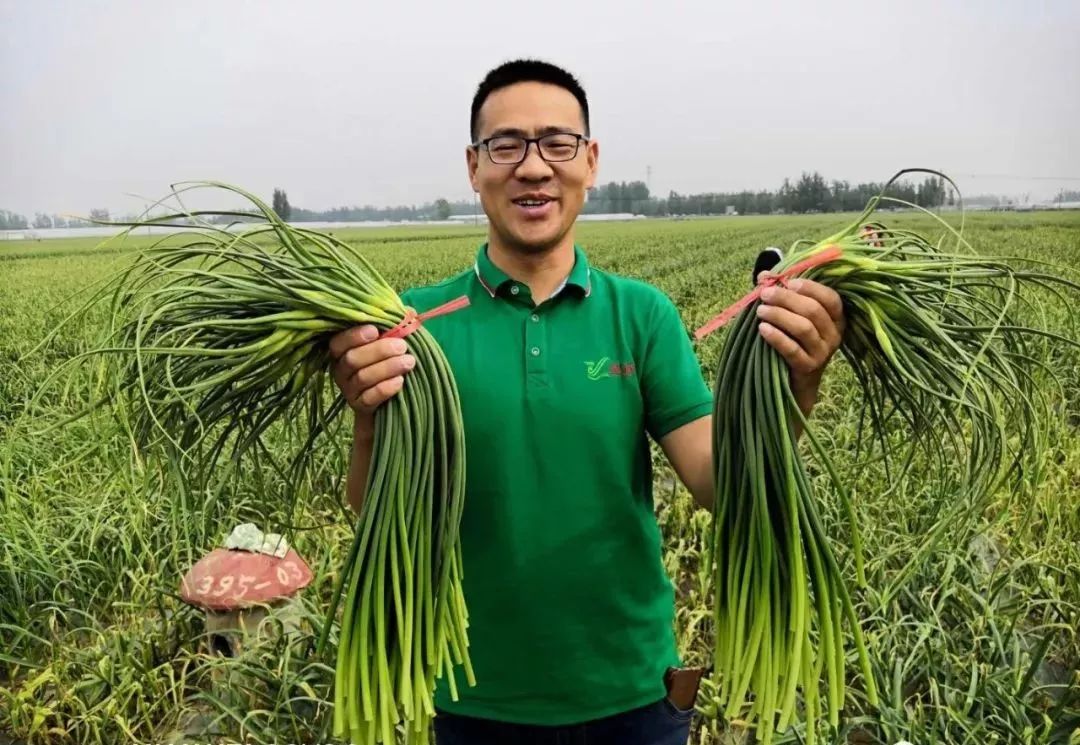 苍山蒜薹价格稳定收购价远高于周边县区