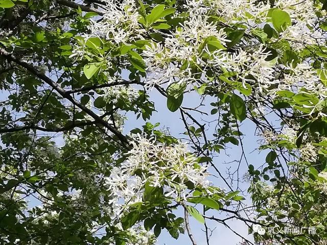 鞏義這個小山村的國家珍稀名貴樹木吸引了大批遊客前來觀賞