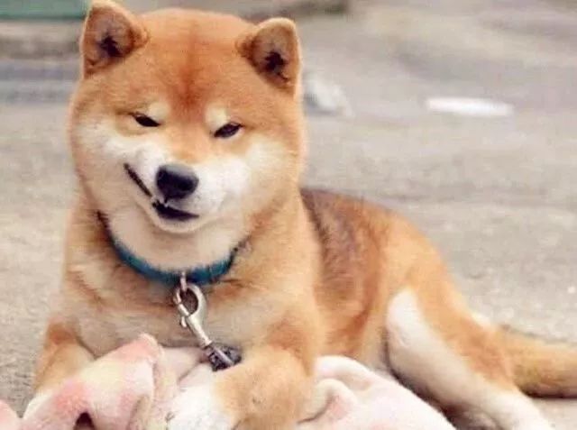 单身这么久,连狗都开始鄙视我!