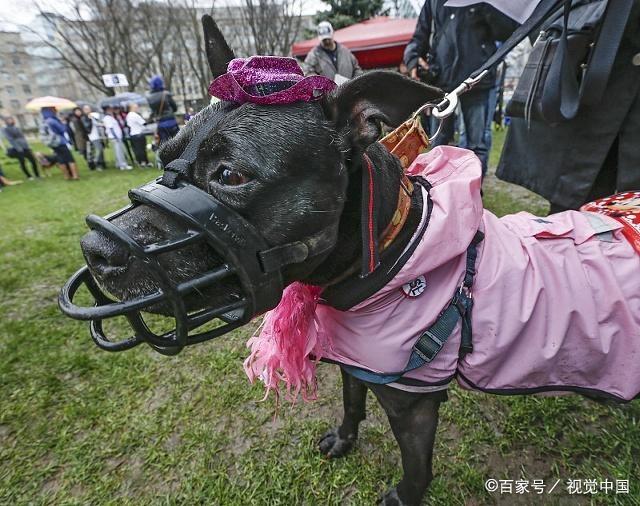 比特犬电梯咬人图片