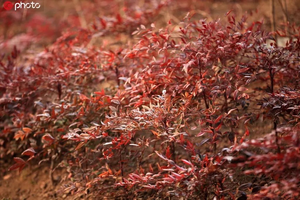 花之声 | 南天竺_天竹