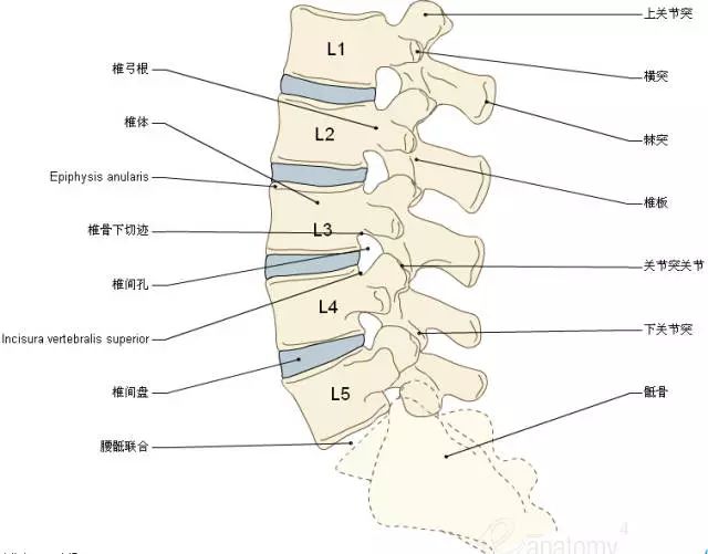 背部骨头结构图解大全图片