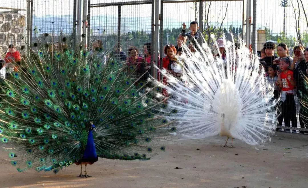 赏花喂动物看表演五一假期石卜咀村多彩活动引大批游客