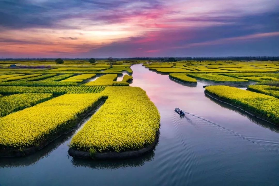 千垛景区入选车友最喜爱的江苏春季十大花海