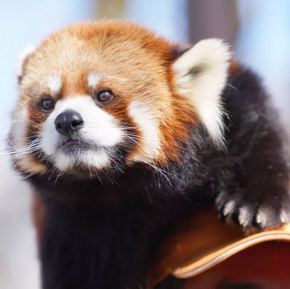 吃苹果吐舌头属于小熊猫的独家卖萌技能