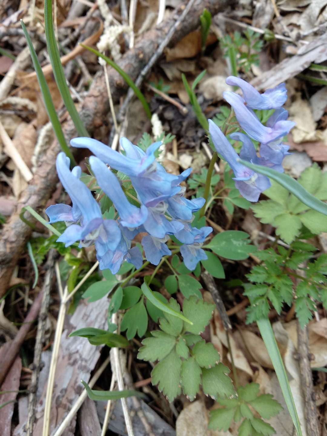 长白山脚下山野密林的观花之旅