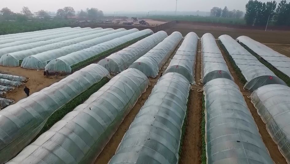 在石家庄陈氏农场红薯育苗大棚里,几十个工人正在集中采集红薯苗,大棚