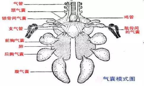 鸡的呼吸系统结构图图片