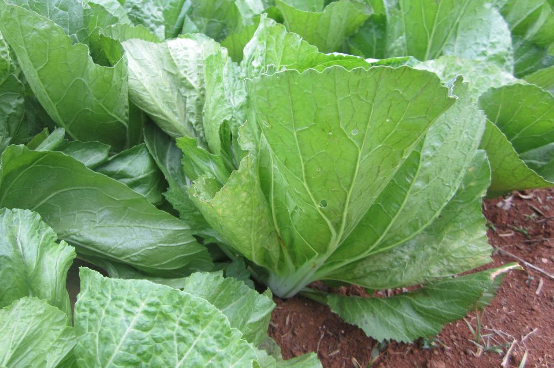 4四季豆:焯水防中毒未炒熟的四季豆中含有皂甙,人食用后会中毒.