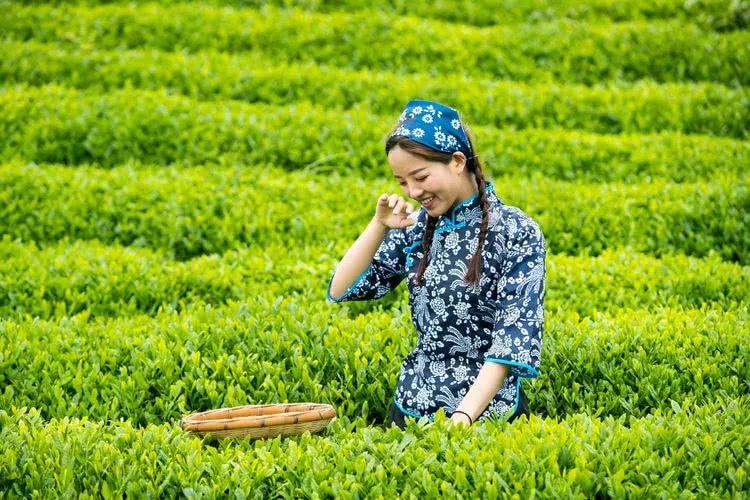 又到春茶时美丽的采茶姑娘成了最美的风景线