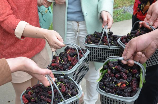 5.18新沙岛踏青,摘桑葚,抓螃蟹,环岛骑行休闲一日游