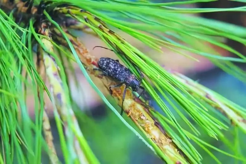 全国松材线虫病疫木检疫执法专项行动启动