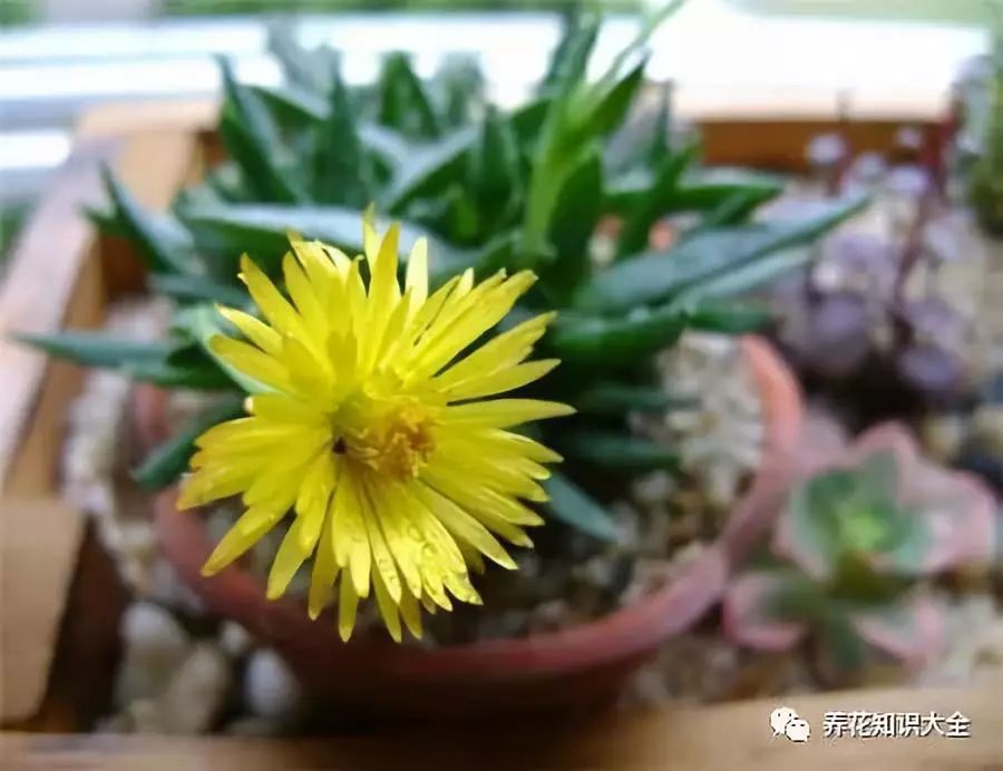 这种植物下午三点准时开花从不失约