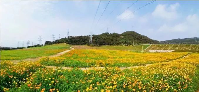 馬青路和石峰巖路交接處附近海滄區蔡尖尾山山腳下這片五彩花海位於