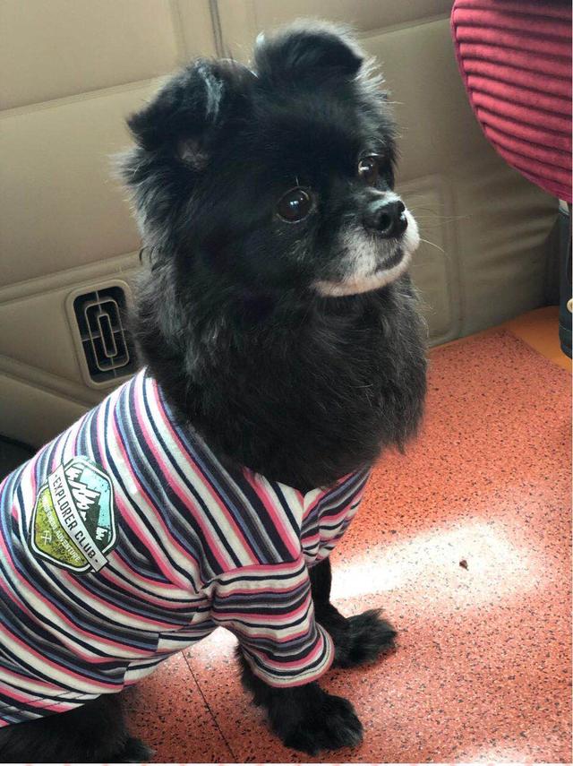 鞍山市百盛附近寻找黑色蝴蝶犬串